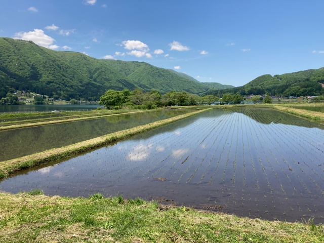 田植え1