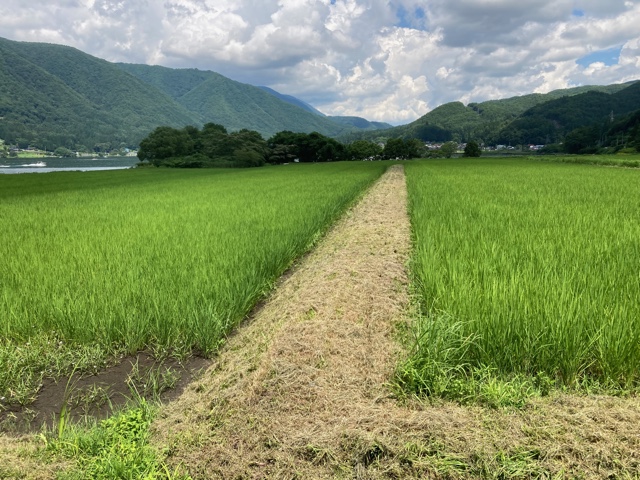 田植え後の手押し除草1