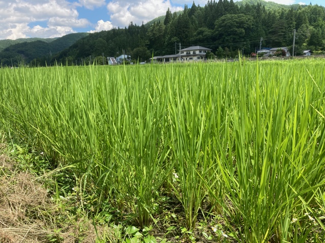 田植え後の手押し除草2