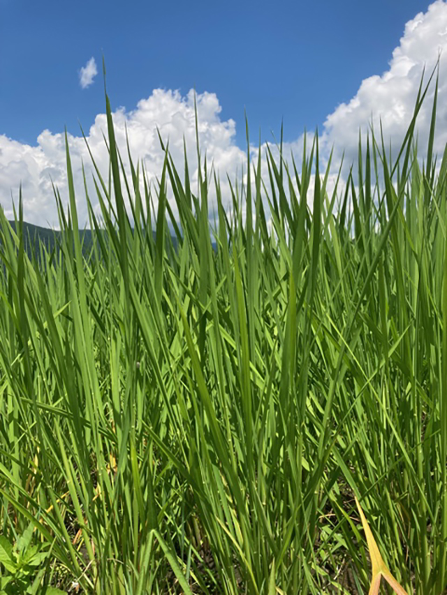 田植え後の手押し除草3