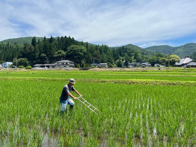 田植え後の手押し除草2